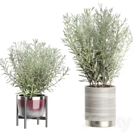 Interior olive tree pack